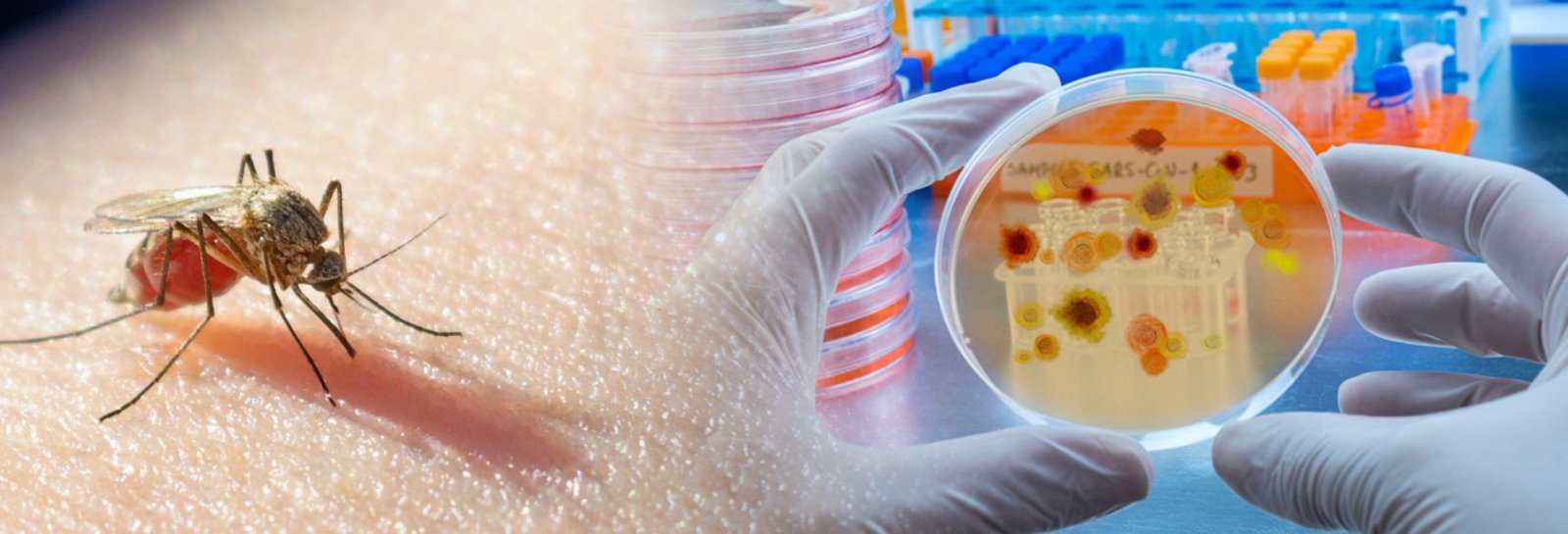 Breakthroughs in Malaria Research: New Treatments and Vaccines
