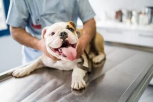 How to Keep Your Pet Healthy Through Every Season